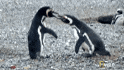 Wildlife gif. Two angry penguins squawk in each others' faces.