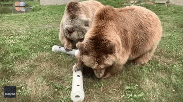 Hardworking Bears Paw and Scratch to Get Treats Out of Toy