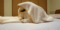 puppy dog GIF