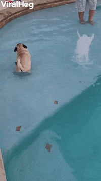 Short Puppy Dog Undone By Big Pool Step GIF by ViralHog