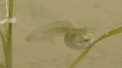 When Nature Calls GIF by ABC Network