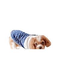 Cavalierkingcharlesspaniel Sticker
