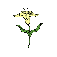 Lily Flower Dancing Sticker