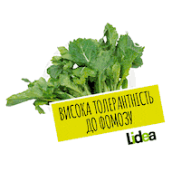 lidea_seeds canola rapeseed lidea lidea seeds Sticker