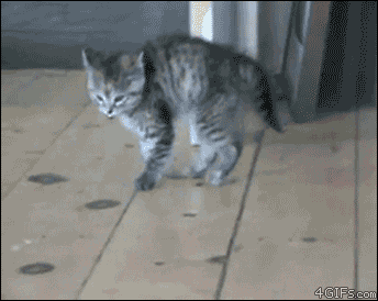 Video gif. Cat is walking on uncomfortable flooring and it begins to hop very awkwardly, first with the two front paws then all four paws. It hops stiffly but cutely across the floor as it approaches us.