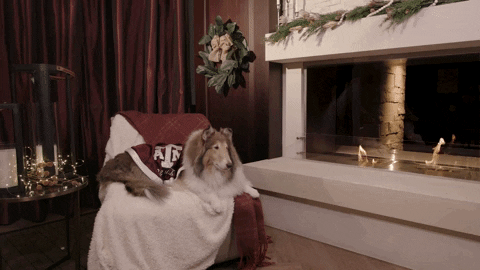 Yule Log Dog GIF by Texas A&M University