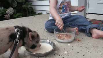 Young Girl Makes Friends With Playful Pig