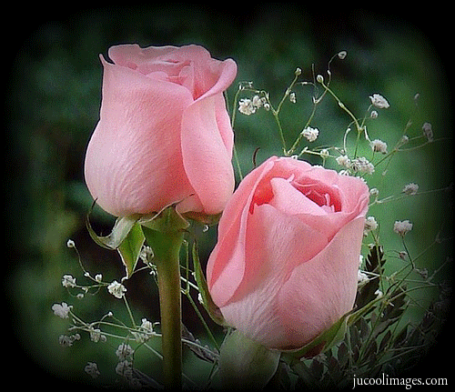 pink GIF