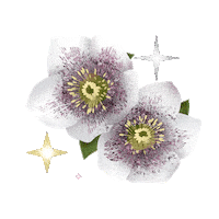 Coentron flowers rose autumn twinkle Sticker
