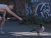 Rejected Bird GIF