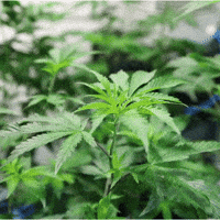 Flower Weed GIF by Exclusive Michigan