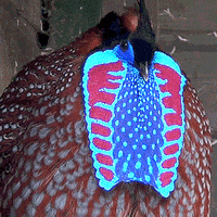 bird flap GIF