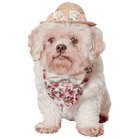Straw Hat Cute Dog Sticker by Morty The Pug