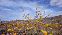 Park Visitors, and Butterflies, Enjoy Wildflower Super Bloom in California Desert