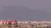 national geographic dance GIF by Nat Geo Wild