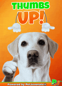 Taylor Yes GIF by PetJuvenate - PJ