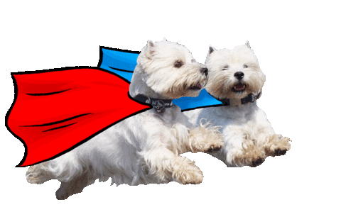 dog flying Sticker by Tales&Tails
