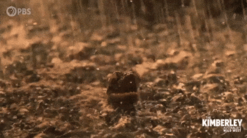 Baby Rain GIF by PBS