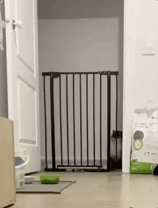 cat cat jumping over gate GIF