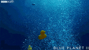 blue planet ocean GIF by BBC Earth