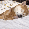Video gif. Shiba Inu spoons an orange tabby as they both sleep peacefully under a blanket together.
