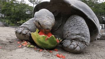 The biggest bites!