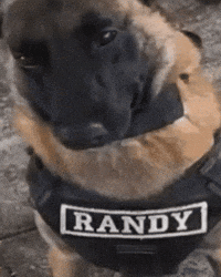 Randy Germanshepard GIF by Respective