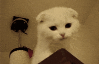 meow GIF