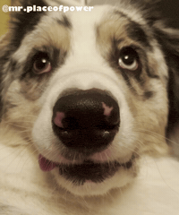 Dog Smile GIF