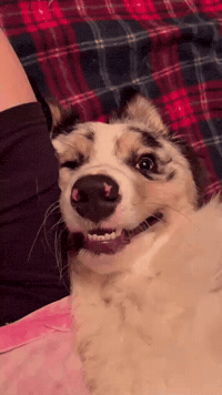 mrplaceofpower smile dogs mem baikal GIF