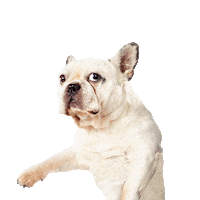 Flying Dog Sticker by Ollie Pets
