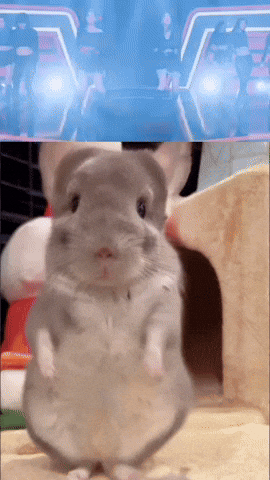 Chinchilla Sue GIF