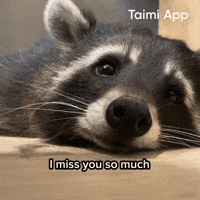 I Miss You Racoon GIF by Taimi