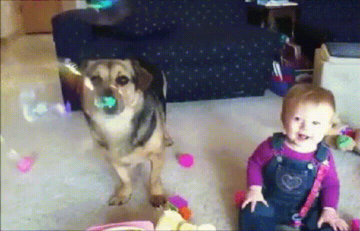 dog baby GIF