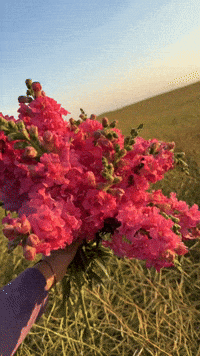 alisgarden flowers GIF