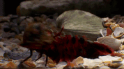 symphony for our world GIF by Nat Geo Wild 