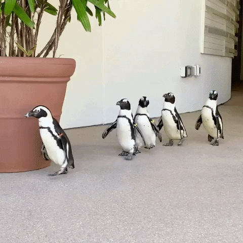 Penguin GIF by The Florida Aquarium