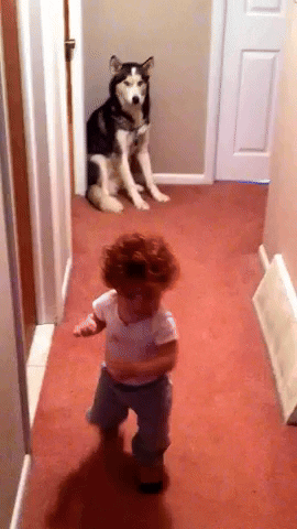 cuteanimalland giphyupload GIF