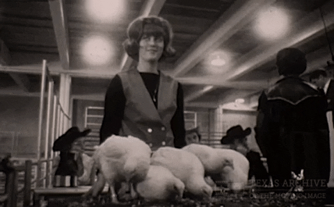 Chicken Cowboy GIF by Texas Archive of the Moving Image