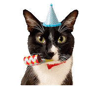 Celebrating Happy Birthday Sticker