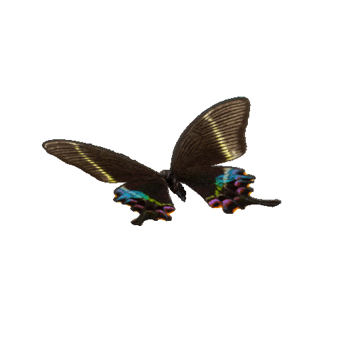 michaeldamnitz giphyupload butterfly schmetterling michaeldamnitz Sticker