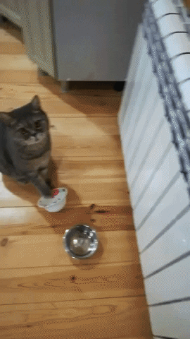 cuteanimalland giphyupload GIF