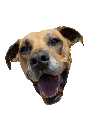 byronandco dogaccessories dogbandanas byronandco byronandcobandanas Sticker