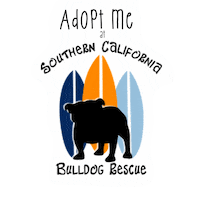Adopt English Bulldog Sticker by Southern California Bulldog Rescue