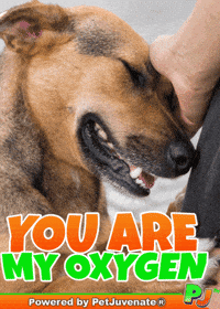 PetJuvenate henlo hooman fren love rescue dogs treatos and woofer for pupper sploot and snoot snuggle fur kid baby GIF
