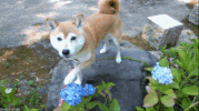 flowers friend GIF