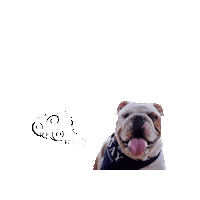 English Bulldog Dog Sticker by bulldogclub