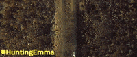 shooting hunting emma GIF by Blue Fox Entertainment