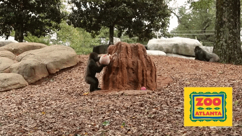 Trick Or Treat Halloween GIF by ZooATL