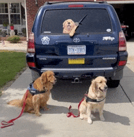 Goldenretrievers GIF by WiperTags Wiper Covers